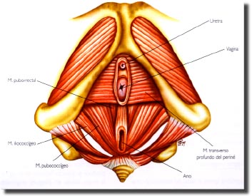 Suelo Pélvico y Prolapso de Órganos Pélvicos - IDYTUR Urología